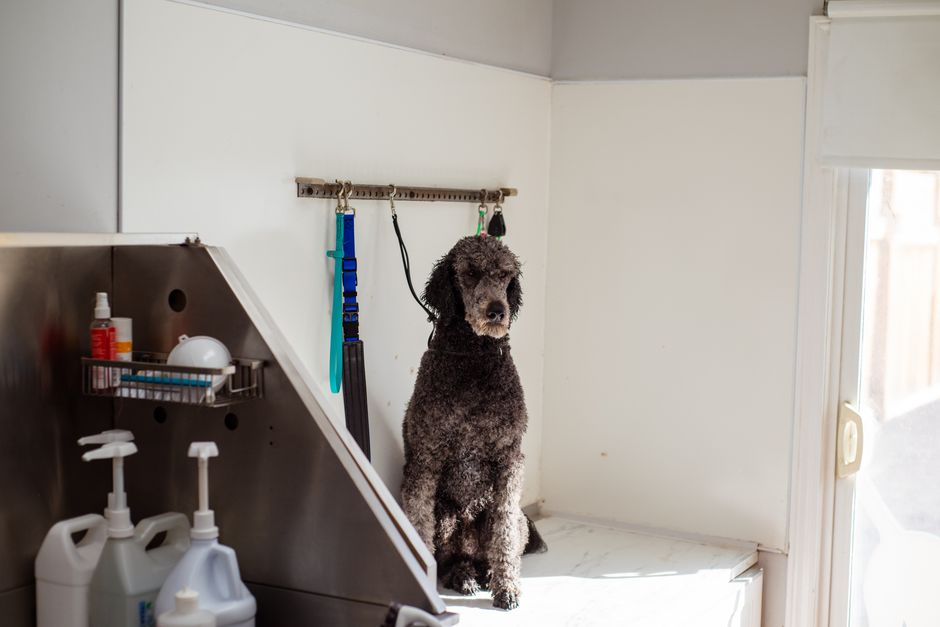 Professional groomer providing quality pet grooming services with attention to detail