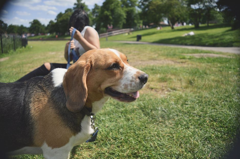 Dedicated pet sitter spending quality time playing and bonding with a dog