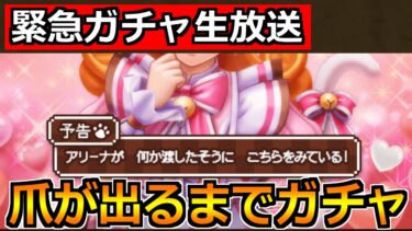 【ドラクエウォーク】にくきゅうミトンを引くまでガチャ！にゃんにゃんアリーナ装備ガチャ引くぞ！