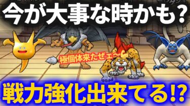 【ドラクエウォーク】戦力強化、できていますか？【なかまモンスター】
